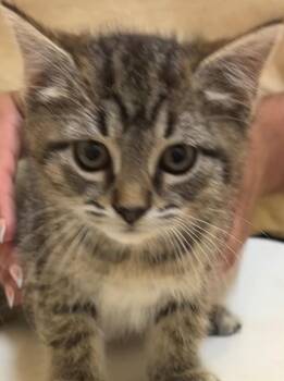 Domestic Short Hair Cats Available for Adoption in Elizabethton, Tennessee - Lemon | PetCurious