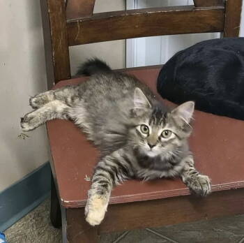 Rescue Domestic Long Hair Cats for Adoption in Stover, Missouri - TJ | PetCurious