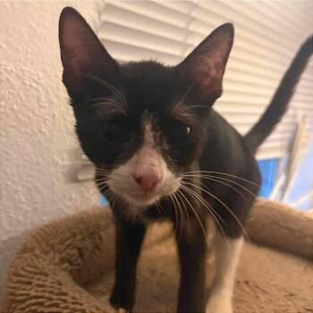 Ryobi -  Domestic Short Hair Cat for Adoption in Tampa, Florida - Ryobi | PetCurious