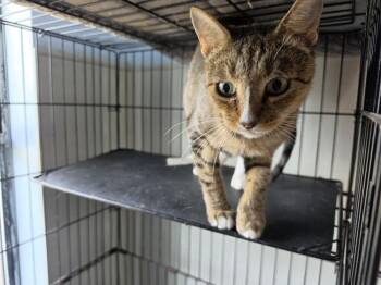 Paige -  Domestic Short Hair Cat for Adoption in Bossier City, Louisiana - Paige | PetCurious
