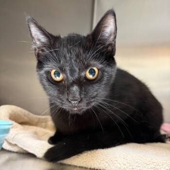 Cauldron Bubble -  Domestic Short Hair Cat for Adoption in Mentor, Ohio - Cauldron Bubble | PetCurious