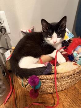 Domestic Short Hair Cats Available for Adoption - Dipper | PetCurious