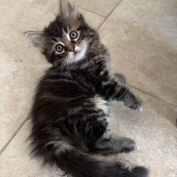 Maine Coon and Domestic Long Hair Cats Available for Adoption in San Tan Valley, Arizona - Starlina | PetCurious