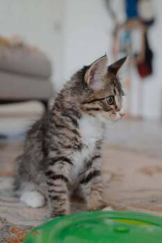 Raylet -  Domestic Medium Hair Cat for Adoption in Tucson, Arizona - Raylet | PetCurious