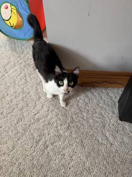 Violet -  Domestic Short Hair Cat for Adoption in Papillion, Nebraska - Violet | PetCurious