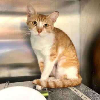 Domestic Short Hair Cats Available for Adoption in Austin, Texas - Tina | PetCurious