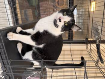 Rescue Domestic Short Hair Cats for Adoption in Sequatchie, Tennessee - Felix | PetCurious