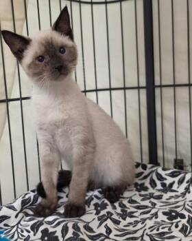 Ormund -  Domestic Short Hair and Siamese Cat for Adoption in Novato, California - Ormund | PetCurious