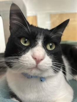 DAKOTA -  Domestic Short Hair Cat for Adoption in Colorado Springs, Colorado - DAKOTA | PetCurious