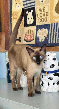Rescue Siamese Cats for Adoption in New Braunfels, Texas - Samuel | PetCurious