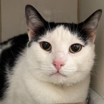 Domestic Short Hair Cats Available for Adoption - Joker | PetCurious