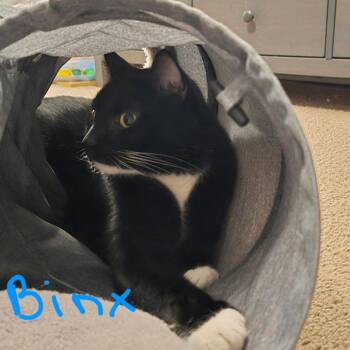 Domestic Short Hair Cats Available for Adoption - Binx @ PAWZ Pet Cafe | PetCurious