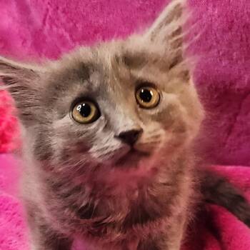 Russian Blue and Domestic Long Hair Cats Available for Adoption - Luna | PetCurious