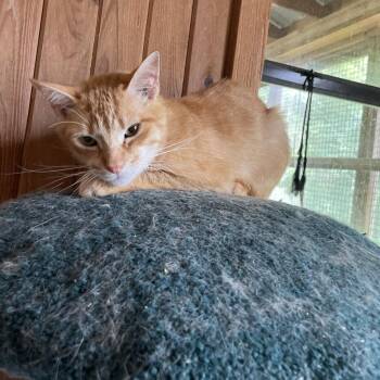 Rescue Domestic Short Hair Cats for Adoption in Tylertown, Mississippi - Gio | PetCurious