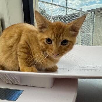 Optimus Prime -  Domestic Medium Hair Cat for Adoption in Columbiana, Alabama - Optimus Prime | PetCurious