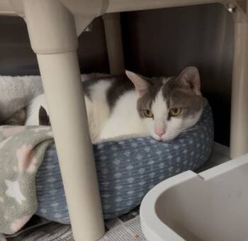 Rescue Domestic Short Hair Cats for Adoption in North Kingstown, Rhode Island - Bruno | PetCurious