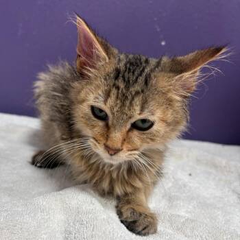 Allister -  Domestic Medium Hair Cat for Adoption in Englewood, Florida - Allister | PetCurious