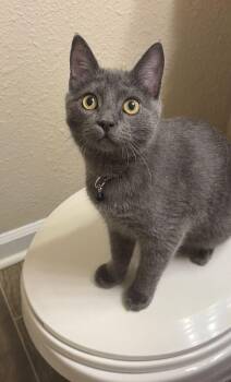 Mica -  Domestic Short Hair Cat for Adoption in Marietta, Georgia - Mica | PetCurious