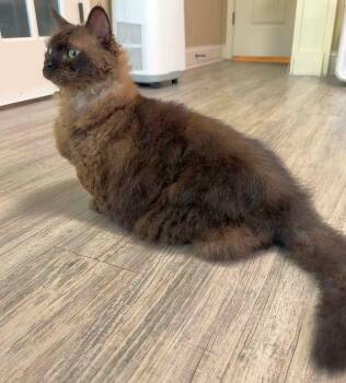 AJ -  Munchkin and Selkirk Rex Cat for Adoption in Powder Springs, Georgia - AJ | PetCurious