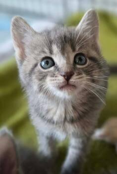 Domestic Short Hair Cats Available for Adoption in Terrebonne, Quebec - Jaguard | PetCurious