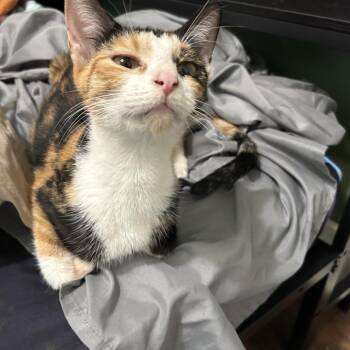 Lala -  Domestic Short Hair Cat for Adoption in Okmulgee, Oklahoma - Lala | PetCurious