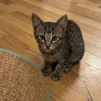 Biscuit -  Domestic Short Hair Cat for Adoption in Warrior, Alabama - Biscuit | PetCurious