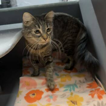 Tabby and Domestic Short Hair Cats Available for Adoption - Jaleesa | PetCurious