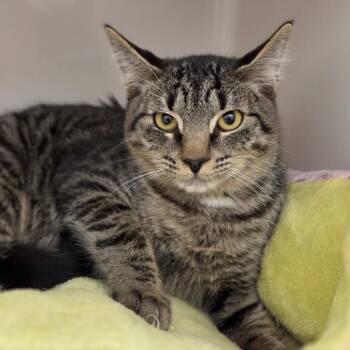 Croque-monsieur -  Domestic Short Hair Cat for Adoption in Sarasota, Florida - Croque-monsieur | PetCurious