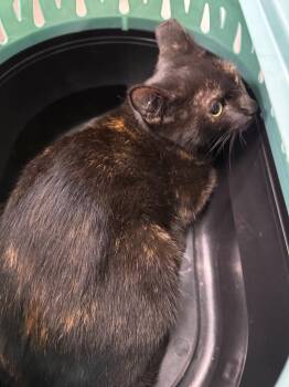 Patches -  Domestic Short Hair Cat for Adoption in Clarksville, Tennessee - Patches | PetCurious