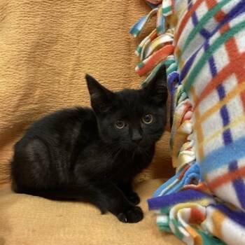Rescue Domestic Short Hair Cats for Adoption in Hawthorne, California - Tilly | PetCurious