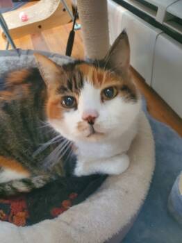 Rescue Domestic Short Hair Cats for Adoption in Skippack, Pennsylvania - Callie | PetCurious