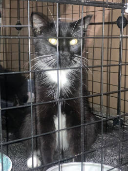 Rescue Domestic Short Hair Cats for Adoption in St. Cloud, Minnesota - Scarlet | PetCurious