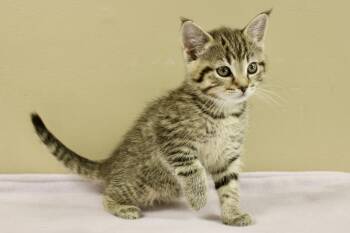 EMMA -  Domestic Short Hair and Tabby Cat Available for Adoption in Brazil, Indiana - EMMA | PetCurious