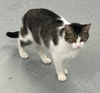 Rescue Domestic Short Hair Cats for Adoption in Cumming, Georgia - Jameson | PetCurious