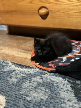 Rescue Domestic Medium Hair Cats for Adoption in Binghamton, New York - Jellyroll | PetCurious