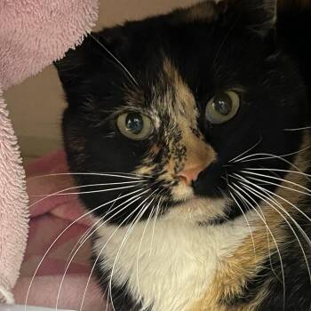 Pajama Momma -  Domestic Short Hair Cat for Adoption in Wheeling, Illinois - Pajama Momma | PetCurious