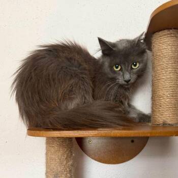 Alexis Rose -  Domestic Medium Hair Cat for Adoption in Madison, Wisconsin - Alexis Rose | PetCurious