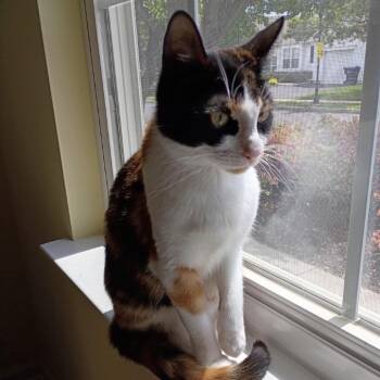 Zuri 2026 -  Domestic Short Hair Cat Available for Adoption - Zuri 2026 | PetCurious