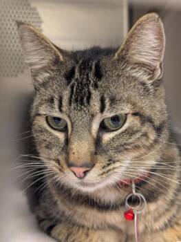 Domestic Short Hair Cats Available for Adoption - Sarge | PetCurious