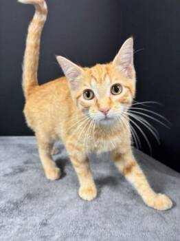Reuben -  Domestic Short Hair Cat for Adoption in Hawk Point, Missouri - Reuben | PetCurious