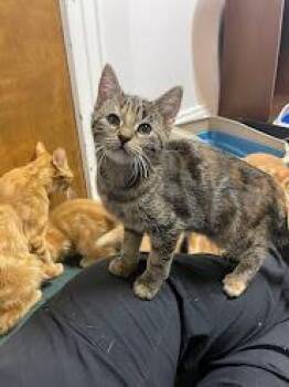 Rescue Domestic Short Hair Cats for Adoption in Penfield, New York - Robin | PetCurious