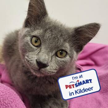 Empanada -  Domestic Short Hair Cat for Adoption in Grayslake, Illinois - Empanada | PetCurious