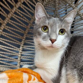Rescue Domestic Short Hair Cats for Adoption in Pasadena, Maryland - Cosmo | PetCurious