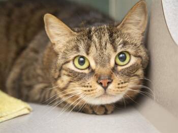 CLYDE -  Domestic Short Hair Cat for Adoption in Phoenix, Arizona - CLYDE | PetCurious