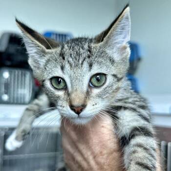 Lucian -  Domestic Short Hair Cat for Adoption in Matteson, Illinois - Lucian | PetCurious
