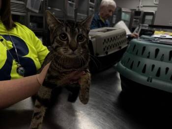 Domestic Short Hair Cats Available for Adoption - IRA | PetCurious