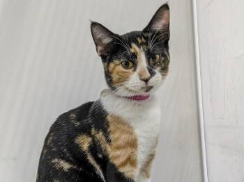 Sprinkles -  Domestic Short Hair and Dilute Calico Cat for Adoption in Powell, Ohio - Sprinkles | PetCurious