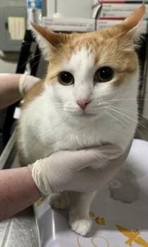 Domestic Short Hair Cats Available for Adoption - MAMMA | PetCurious