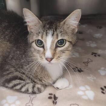 Selenium-C -  Domestic Short Hair Cat Available for Adoption in East St. Louis, Illinois - Selenium-C | PetCurious