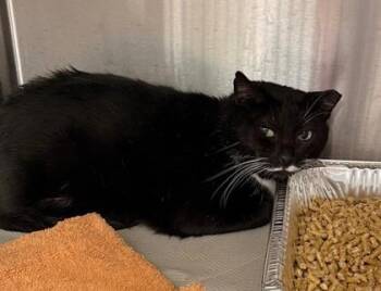 Domestic Short Hair Cats Available for Adoption - Moostash | PetCurious